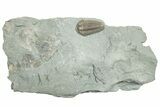 Flexicalymene Trilobite With Brachiopods - Mt Orab, Ohio #254747-1